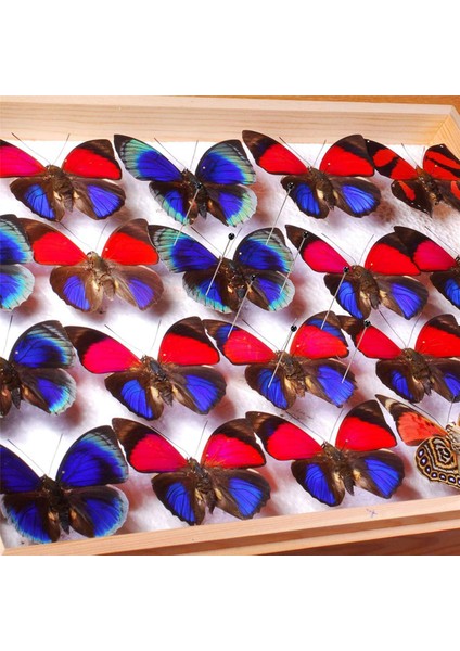 Paslanmaz Çelik Böcek Iğneleri Seti (500 Parça, 5 Boyut) (Yurt Dışından) fırsatları