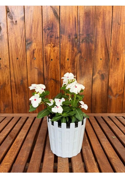 Dekoratif Truva Küçük Boy Renkli Çiçek Saksısı Tabaklı Saksı 1lt (135X125MM)