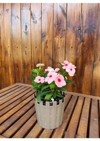 Açık Kahverengi Dekoratif Truva Küçük Boy Renkli Çiçek Saksısı Tabaklı Saksı 1lt (135X125MM)