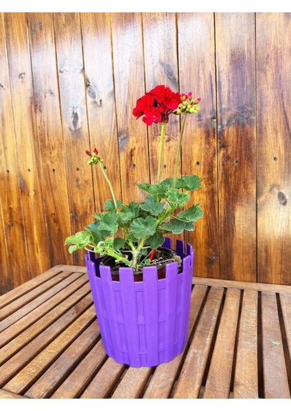 Mor Dekoratif Truva Büyük Boy Renkli Çiçek Saksısı Tabaklı Saksı 3,5lt (195X180MM)