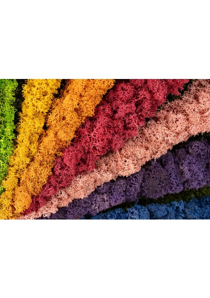 30X30 cm Renkli Yosun Tablo | El Yapımı Bakım Gerektirmeyen Doğal Duvar Dekoru | Modern Bitki Temalı Çerçeveli Tasarım indirimleri