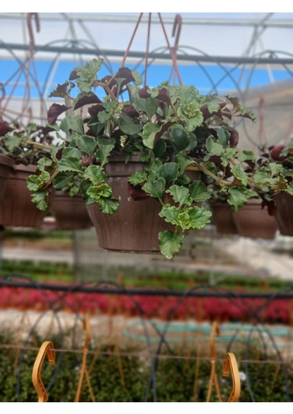 Askılı Saksıda Duvar ve Tavan Için Golden Pothos Parlak Mustafa – Hava Temizleyici Sarmaşık