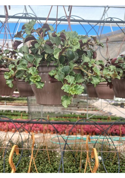 Askılı Saksıda Duvar ve Tavan Için Golden Pothos Parlak Mustafa – Hava Temizleyici Sarmaşık