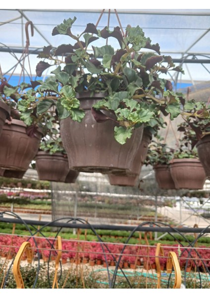 Askılı Saksıda Duvar ve Tavan Için Golden Pothos Parlak Mustafa – Hava Temizleyici Sarmaşık