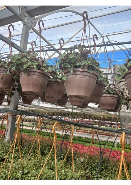 Askılı Saksıda Duvar ve Tavan Için Golden Pothos Parlak Mustafa – Hava Temizleyici Sarmaşık