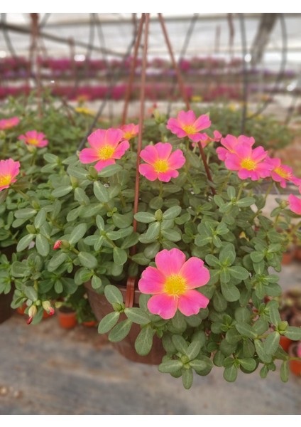 Pembe Moss Rose (Portulaca Grandiflora), Semizotu Çiçeği Saksıda- Kolay Bakımlı Balkon Çiçeği