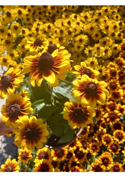 Siyah Gözlü Susan (Rudbeckia Hirta) Saksıda – Yaz Boyu Çiçek Açan Balkon & Bahçe Çiçeği