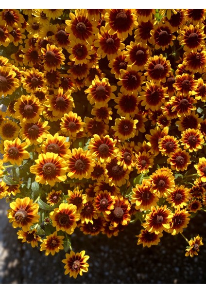 Siyah Gözlü Susan (Rudbeckia Hirta) Saksıda – Yaz Boyu Çiçek Açan Balkon & Bahçe Çiçeği