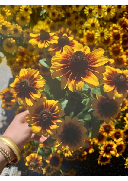 Siyah Gözlü Susan (Rudbeckia Hirta) Saksıda – Yaz Boyu Çiçek Açan Balkon & Bahçe Çiçeği