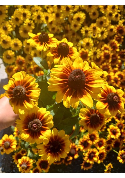 Siyah Gözlü Susan (Rudbeckia Hirta) Saksıda – Yaz Boyu Çiçek Açan Balkon & Bahçe Çiçeği