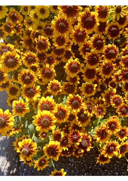 Siyah Gözlü Susan (Rudbeckia Hirta) Saksıda – Yaz Boyu Çiçek Açan Balkon & Bahçe Çiçeği