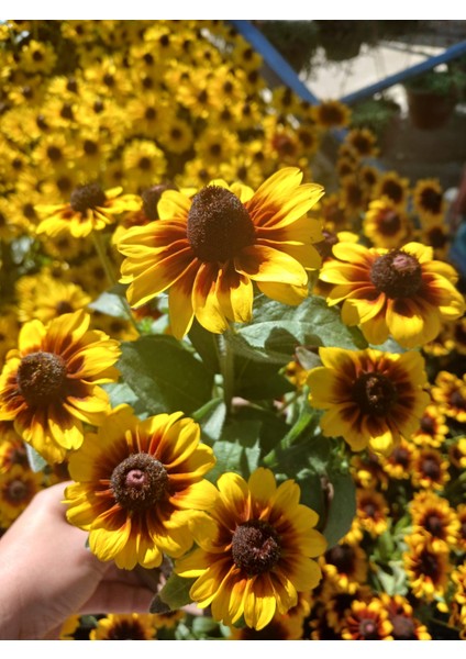 Siyah Gözlü Susan (Rudbeckia Hirta) Saksıda – Yaz Boyu Çiçek Açan Balkon & Bahçe Çiçeği