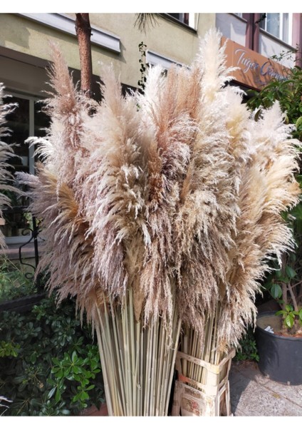 Elite Naturel Pampas 20 Adet 1 Adet