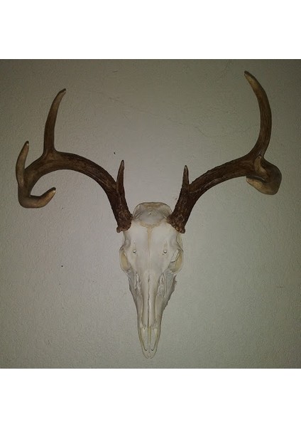 Gizli Buck Dağı (Plastik Aparattır!!!)