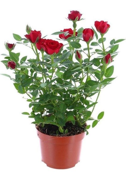 Yediveren Kırmızı Gül Fidanı 1 Adet 30-50 cm Yediveren Red Rose