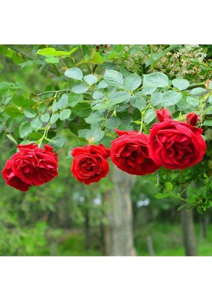 Yediveren Kırmızı Gül Fidanı 1 Adet 30-50 cm Yediveren Red Rose