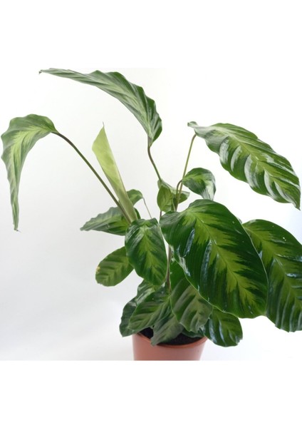 Calathea Warscewiczii Fidanı 10-20 cm