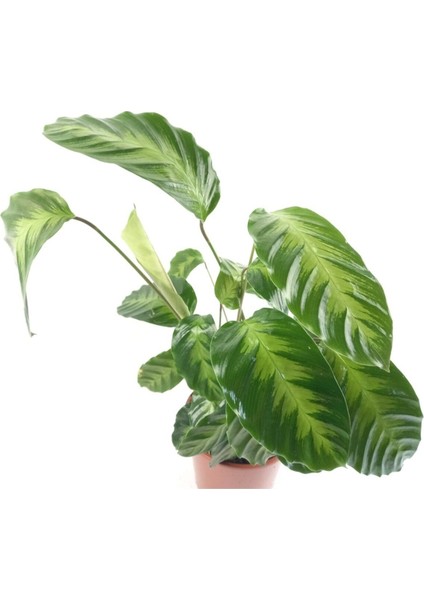 Calathea Warscewiczii Fidanı 10-20 cm fiyatları