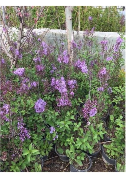 Leylak Fidanı (Syringa Chinensis ) 50-100 cm 2 Adet modelleri
