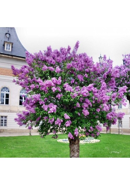 Leylak Fidanı (Syringa Chinensis ) 50-100 cm 2 Adet fırsatları