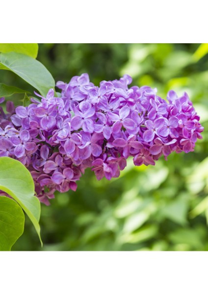 Leylak Fidanı (Syringa Chinensis ) 50-100 cm 2 Adet indirimleri