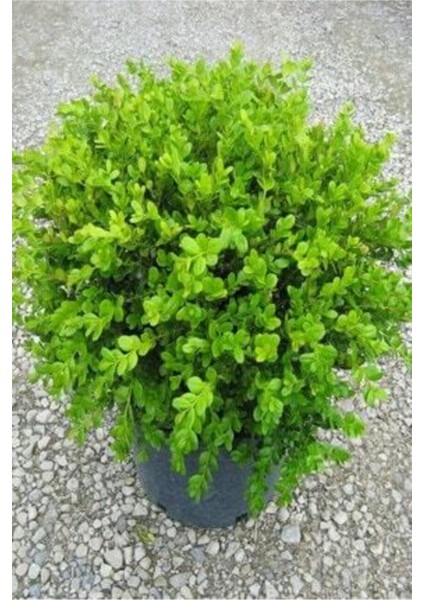 Şimşir Fidanı 10-20 cm