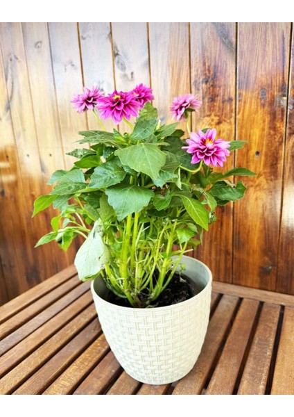 Bej Dekoratif Rattan Orta Boy Renkli Çiçek Saksısı Tabaklı Saksı 3lt (182X16MM)