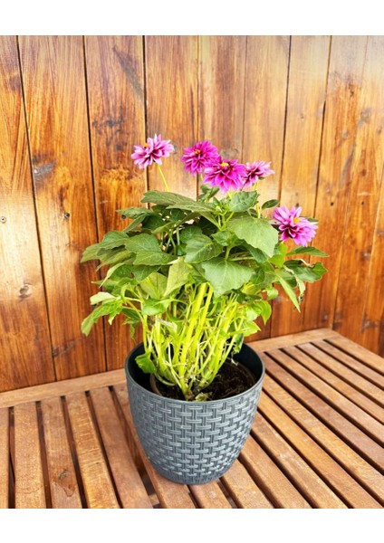 Gri Dekoratif Rattan Orta Boy Renkli Çiçek Saksısı Tabaklı Saksı 3lt (182X16MM)