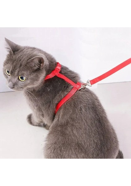 Kedi Boyun ve Göğüs Tasması