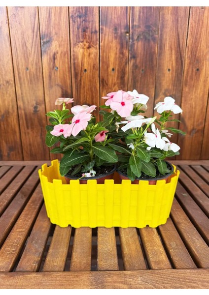 Sarı Ikili Dekoratif Truva Renkli Çiçek Saksısı 3,5 Lt (295X130X110MM)