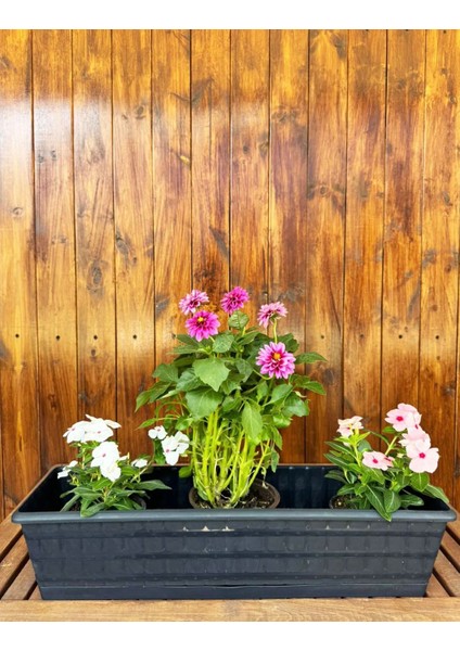 Gri Çoklu Daisy Dekoratif Gri Renkli Balkon Saksısı 14 Lt (60CM)