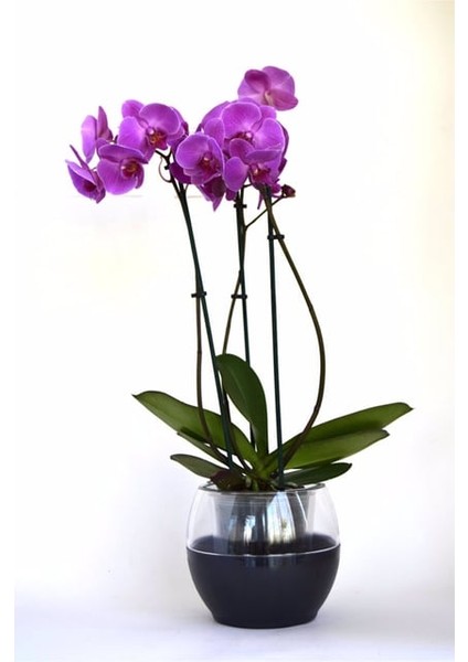 Buule Orkide Saksısı Siyah 2 Litre 17 cm Drenajlı Yuvarlak Kristal Plastik Tasarım Saksı