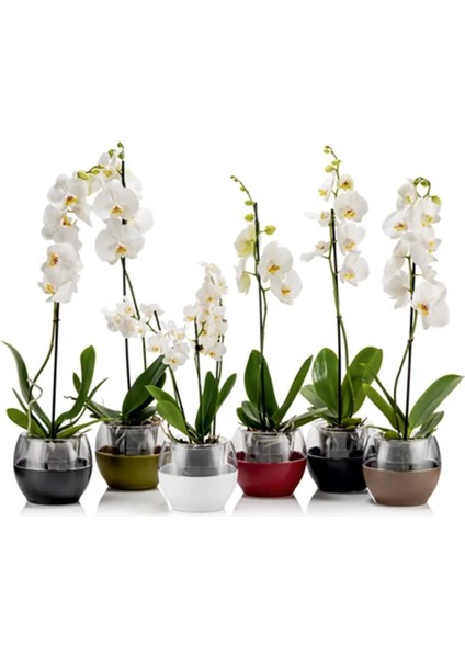 Buule Orkide Saksısı Siyah 2 Litre 17 cm Drenajlı Yuvarlak Kristal Plastik Tasarım Saksı fiyatları