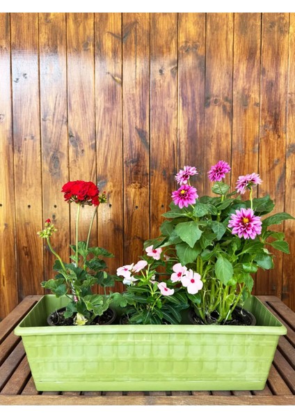 Yeşil Çoklu Daisy Dekoratif Yeşil Renkli Balkon Saksısı 11 Lt (50CM)