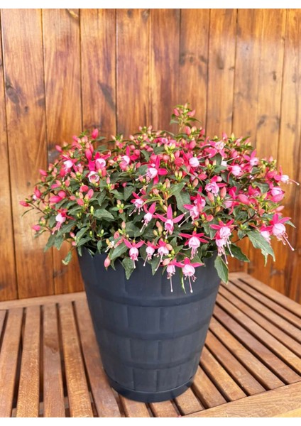 Dekoratif Papatya Büyük Boy Renkli Çiçek Saksısı Tabaklı Saksı 6,3 Lt