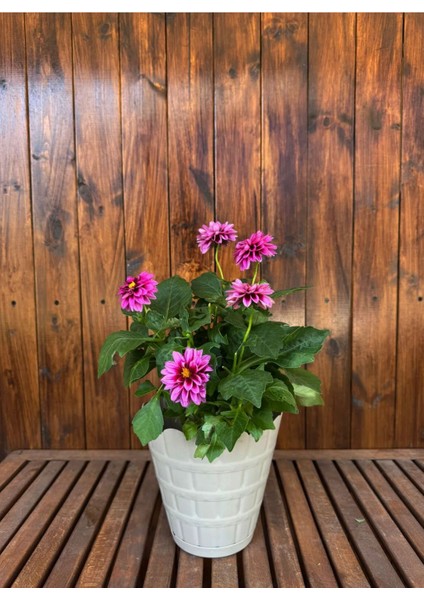 Bej Dekoratif Papatya Küçük Boy Renkli Çiçek Saksısı Tabaklı Saksı 2,4lt