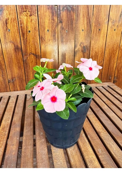 Siyah Dekoratif Papatya Küçük Boy Renkli Çiçek Saksısı Tabaklı Saksı 2,4lt