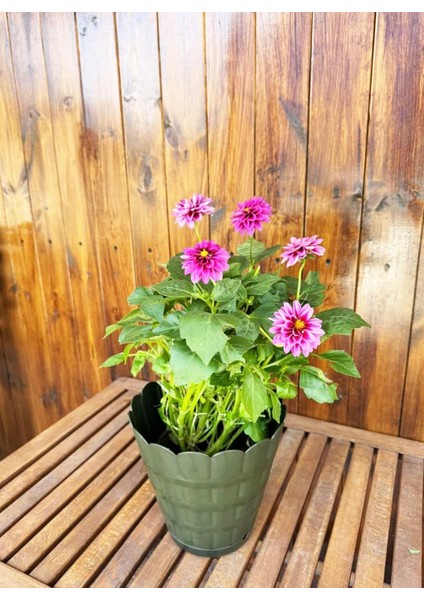 Haki Yeşil Dekoratif Papatya Orta Boy Renkli Çiçek Saksısı Tabaklı Saksı 4 Lt