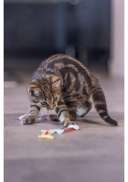 Yavru Kedi Oyuncağı, Esnek Balık, 3 Adet, 3,5x8,5cm Sptgl modelleri
