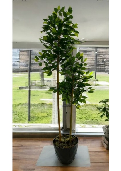 Yapay Bambu Ağaç Benjamin 150 cm Yakamoz Saksı Dahildir