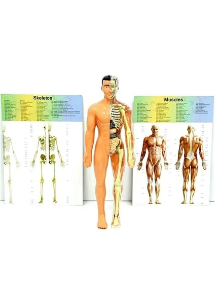 Bfs The Human Body Insan Vücudu 3D Eğitim Seti 3302 modelleri