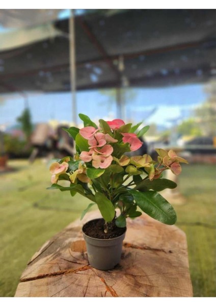 Dikenler Tacı Çiçeği Fidanı 10-20 cm Ebruli