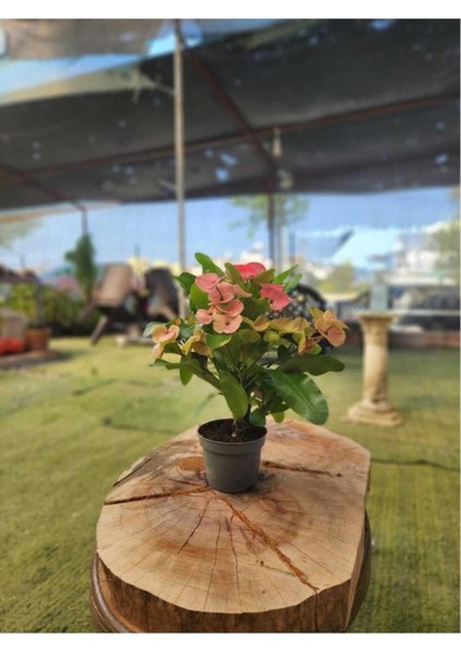 Dikenler Tacı Çiçeği Fidanı 10-20 cm Ebruli fiyatları