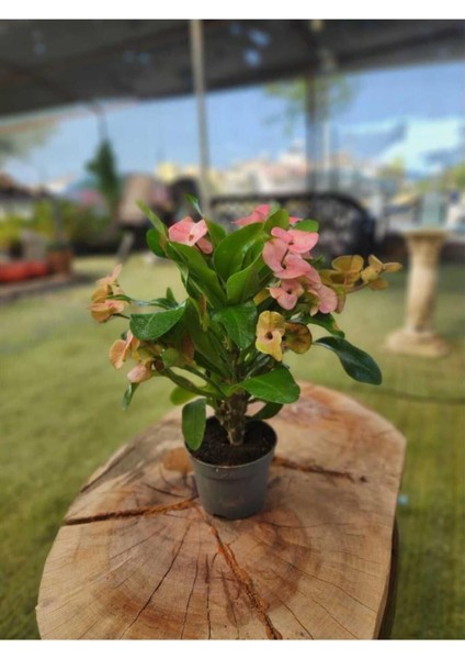 Dikenler Tacı Çiçeği Fidanı 10-20 cm Ebruli modelleri