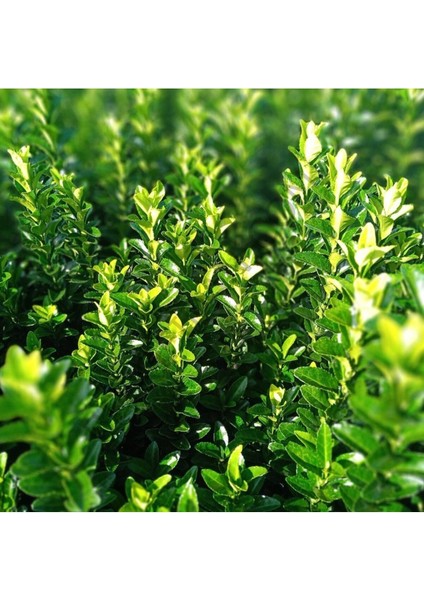 Yeşil Taflan Fidanı Çit Bitkisi 10-20 cm