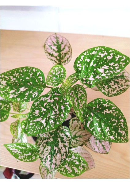 Fittonia Hypoestes Bitkisi