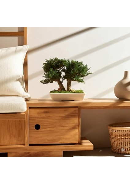 Seramik Saksıda Bonsai Ağacı | 100% Doğal, Bakım Gerektirmeyen Juniper Bitkisi | 25 cm Doğal Masa Üstü Dekor