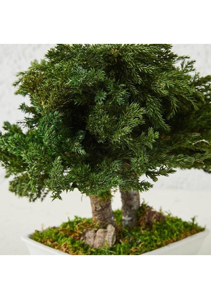 Seramik Saksıda Bonsai Ağacı | 100% Doğal, Bakım Gerektirmeyen Juniper Bitkisi | 25 cm Doğal Masa Üstü Dekor fırsatları