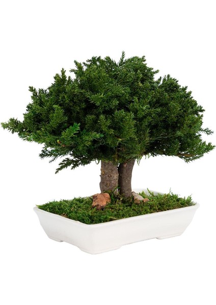 Seramik Saksıda Bonsai Ağacı | 100% Doğal, Bakım Gerektirmeyen Juniper Bitkisi | 25 cm Doğal Masa Üstü Dekor indirimleri