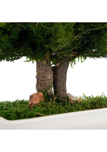 Seramik Saksıda Bonsai Ağacı | 100% Doğal, Bakım Gerektirmeyen Juniper Bitkisi | 25 cm Doğal Masa Üstü Dekor